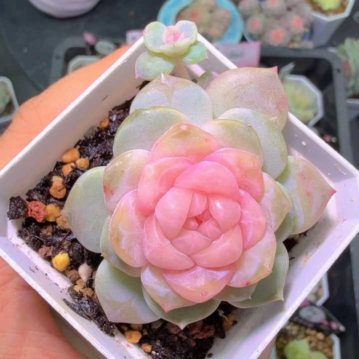 云岚带瓢枝开播福利