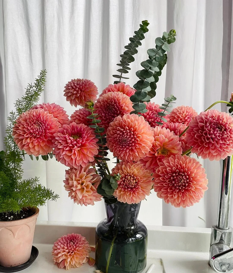 【娜塔莉】进口大丽花多年生盆栽地栽送肥料