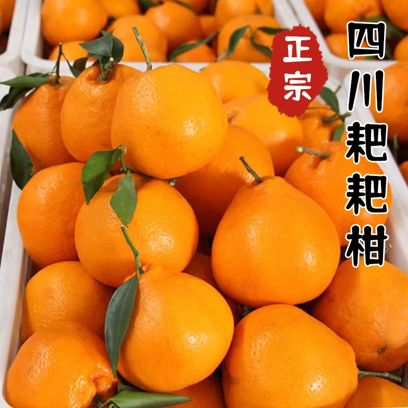鲜甜耙耙柑新鲜应季水果柑橘鲜甜多汁产地直发四川手剥耙耙柑大果