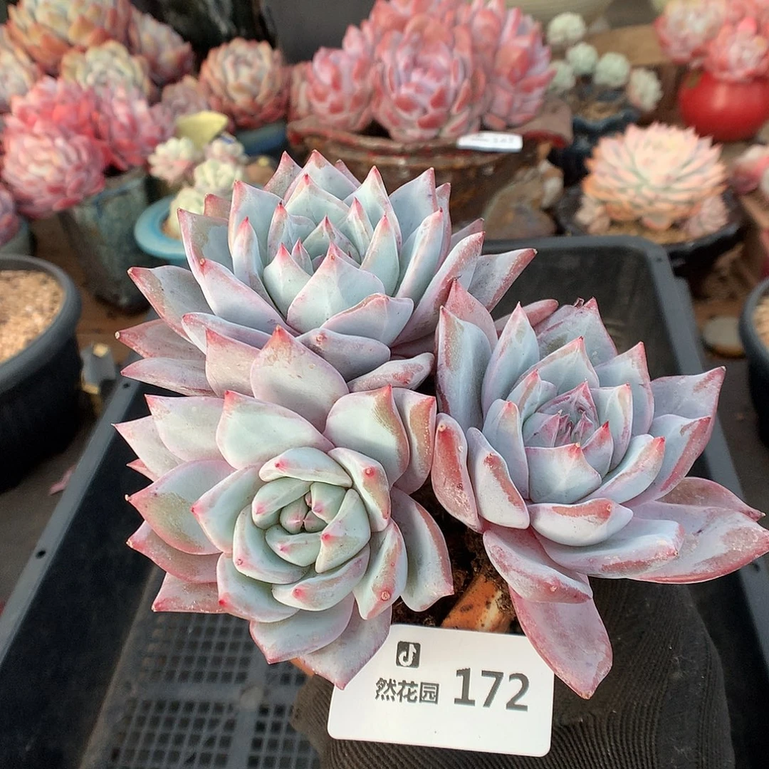 172蓝鸟多肉植物66663