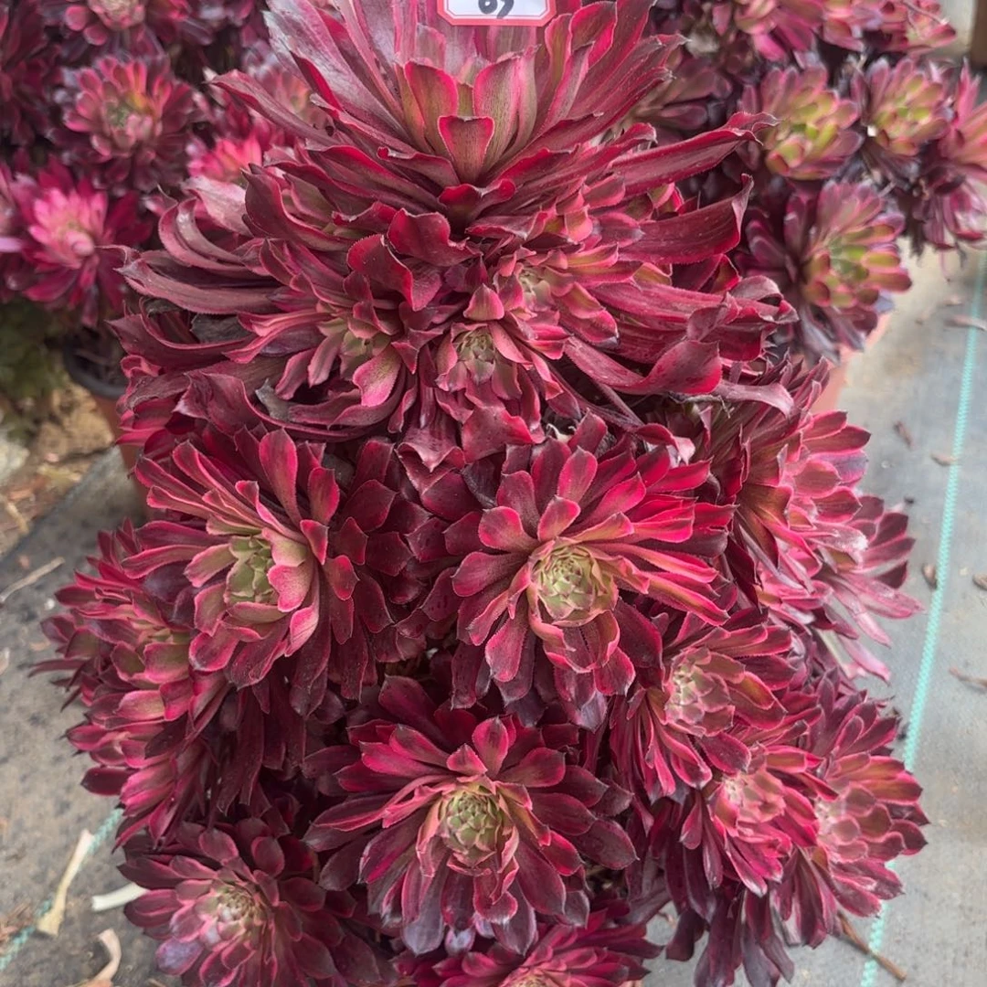 63雪肌多肉植物绿植