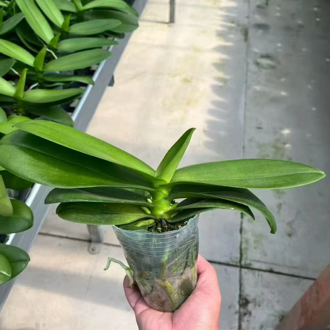 【只发新疆 新疆包邮】白天鹅蝴蝶兰，单颗