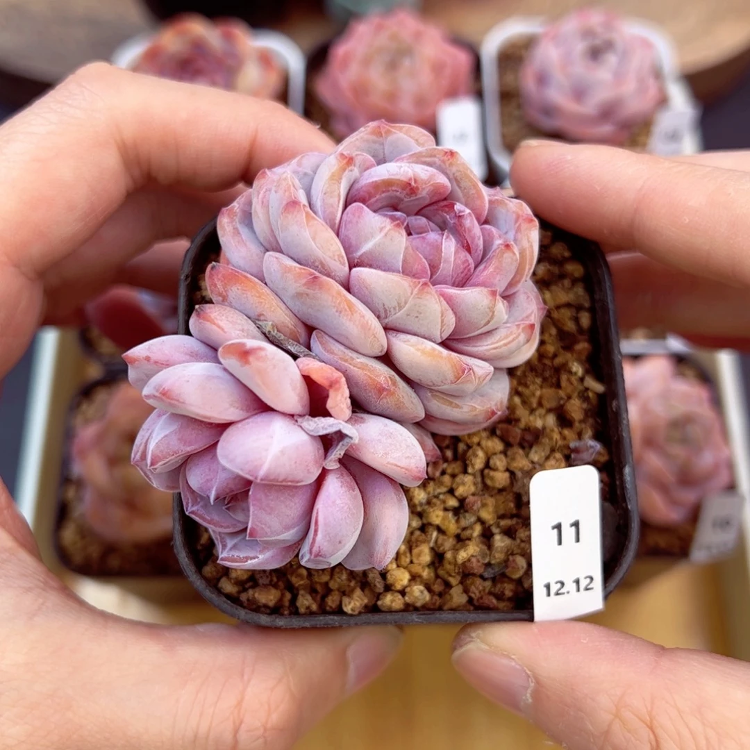 好好看11、哈哈哈哈