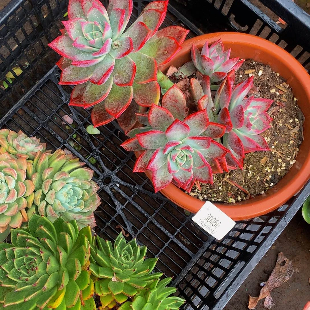 迎***夏      冰月多肉30050