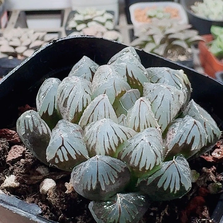 无花朵十二卷 龙爪福利