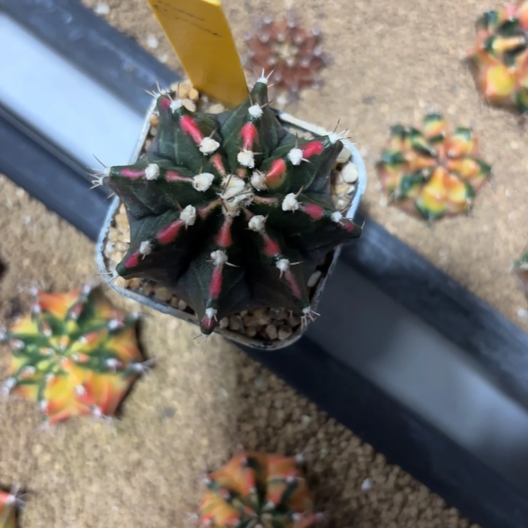 50-0101泰国发货多肉