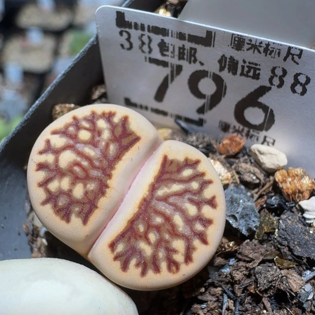 zzzz精品生石花796