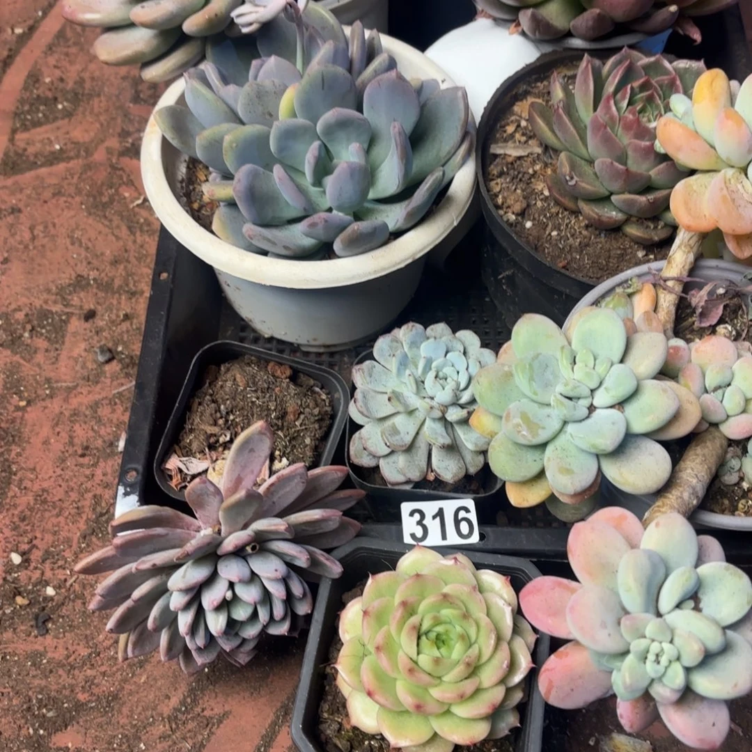 多肉植物宽拍316号