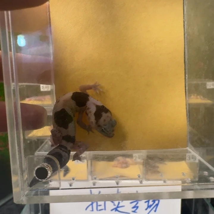 肥尾守宫奶牛公温、0元开整！