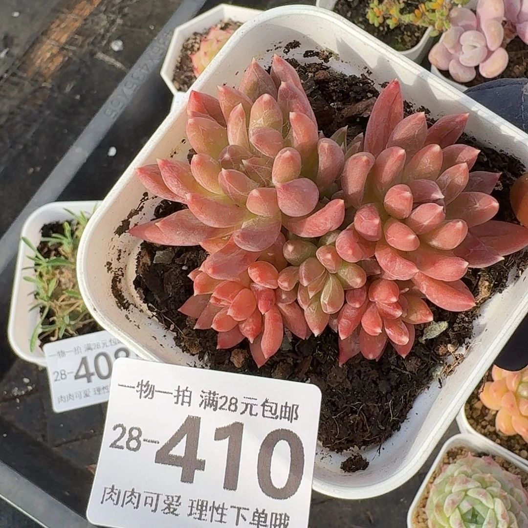 重楼无盆土发货无