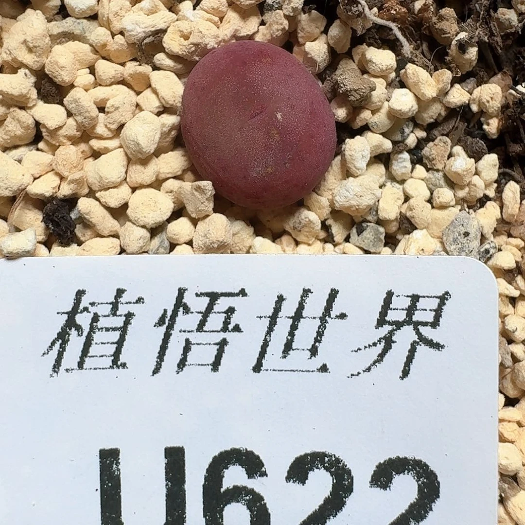 622盒多肉植物哇f v