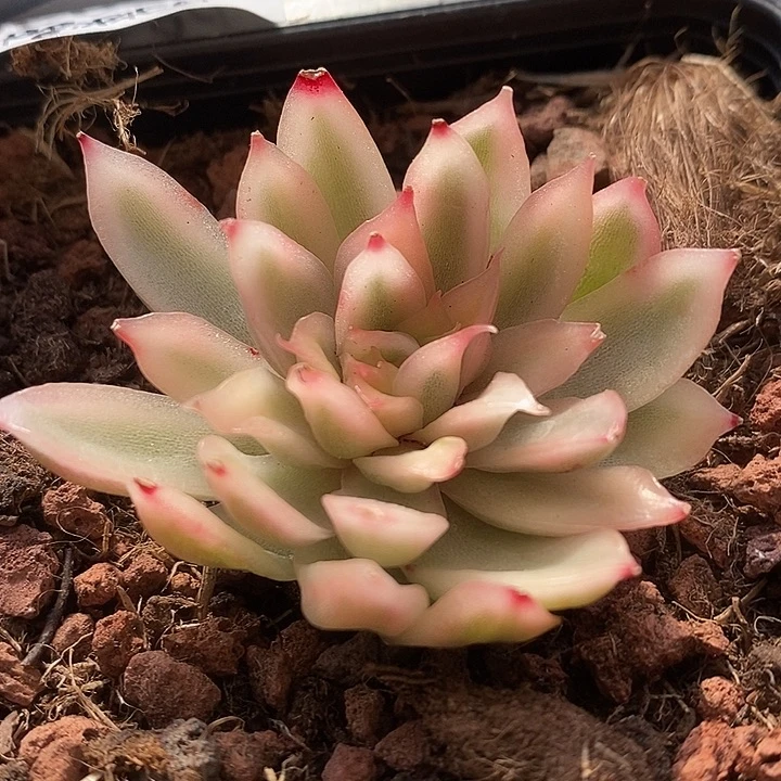 白水晶锦多肉植物