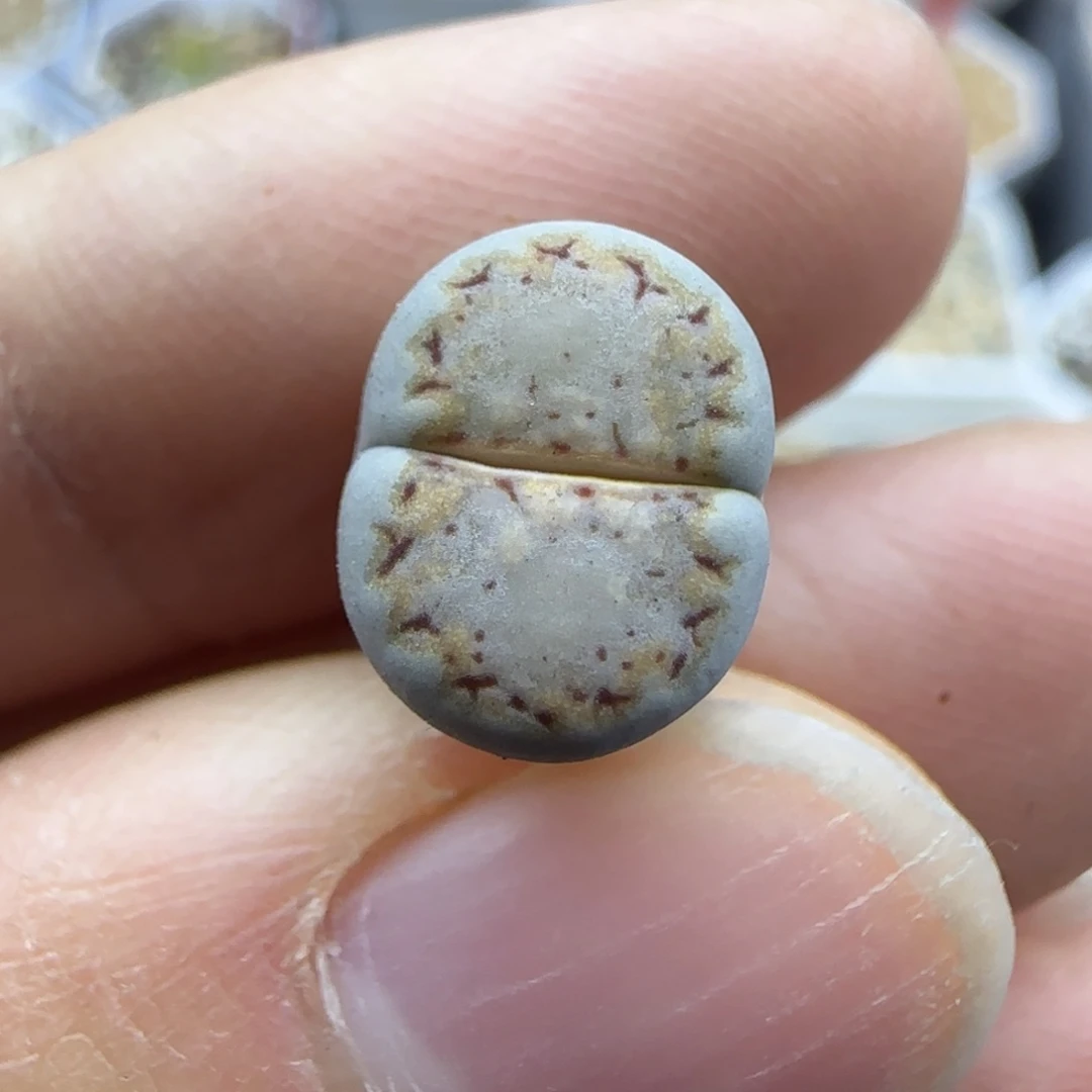 692饼干清框福利30包邮