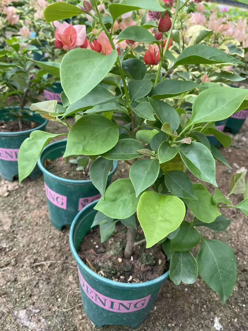 不甜西瓜少糖分，三角梅艳花期长，两者皆具特色。