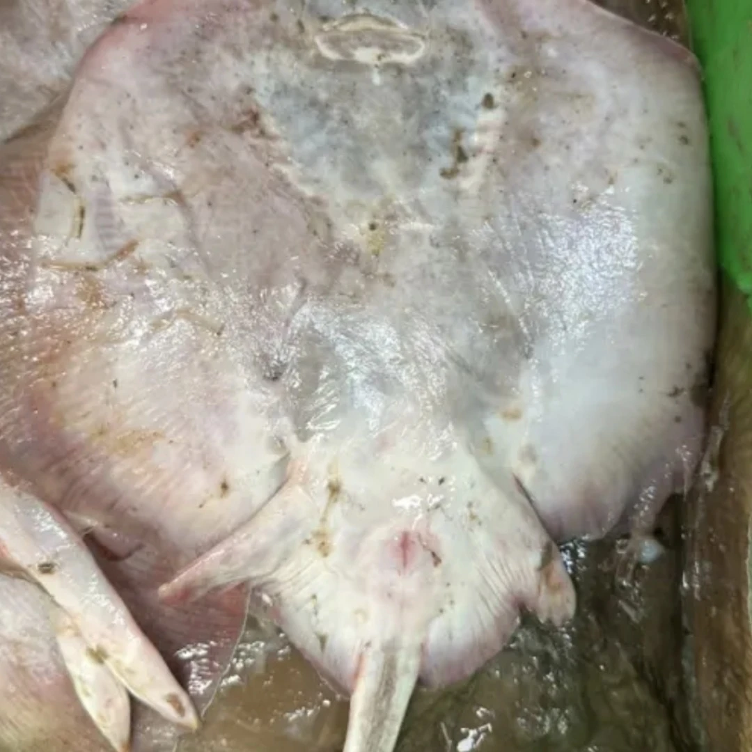 山东日照当潮野生老板鱼冷冻发货顺丰包邮