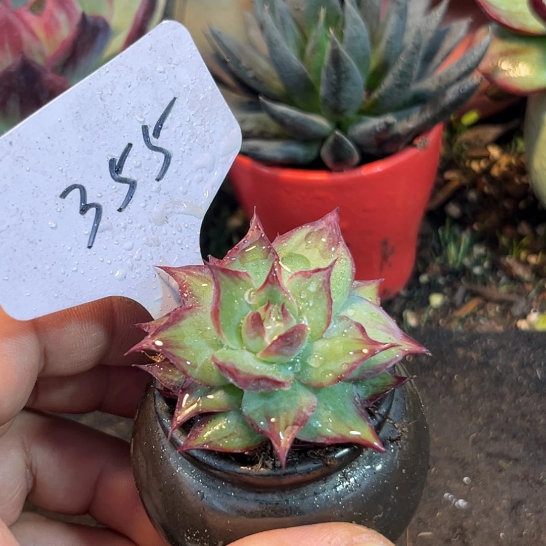 惊鸿仙子多肉植物355