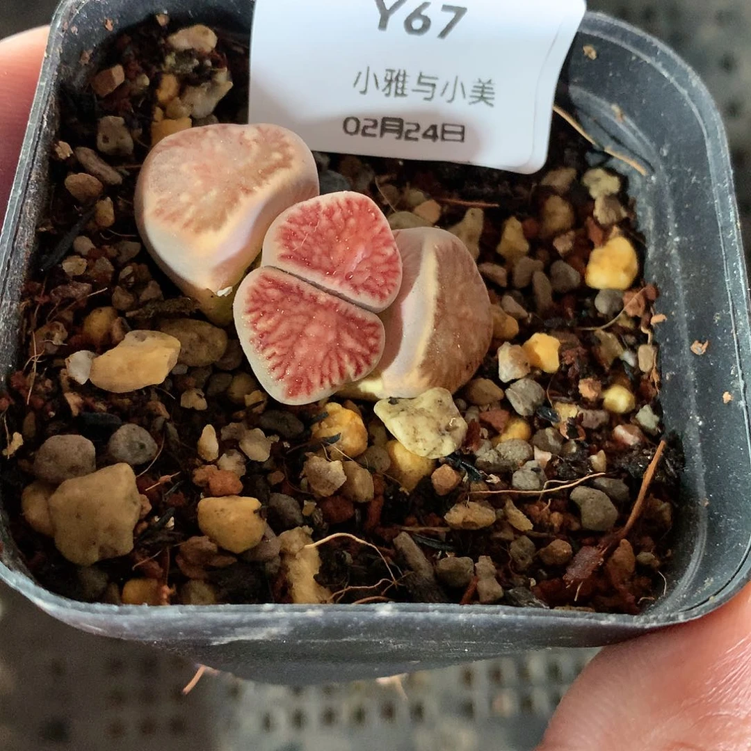 Y67多肉植物保护