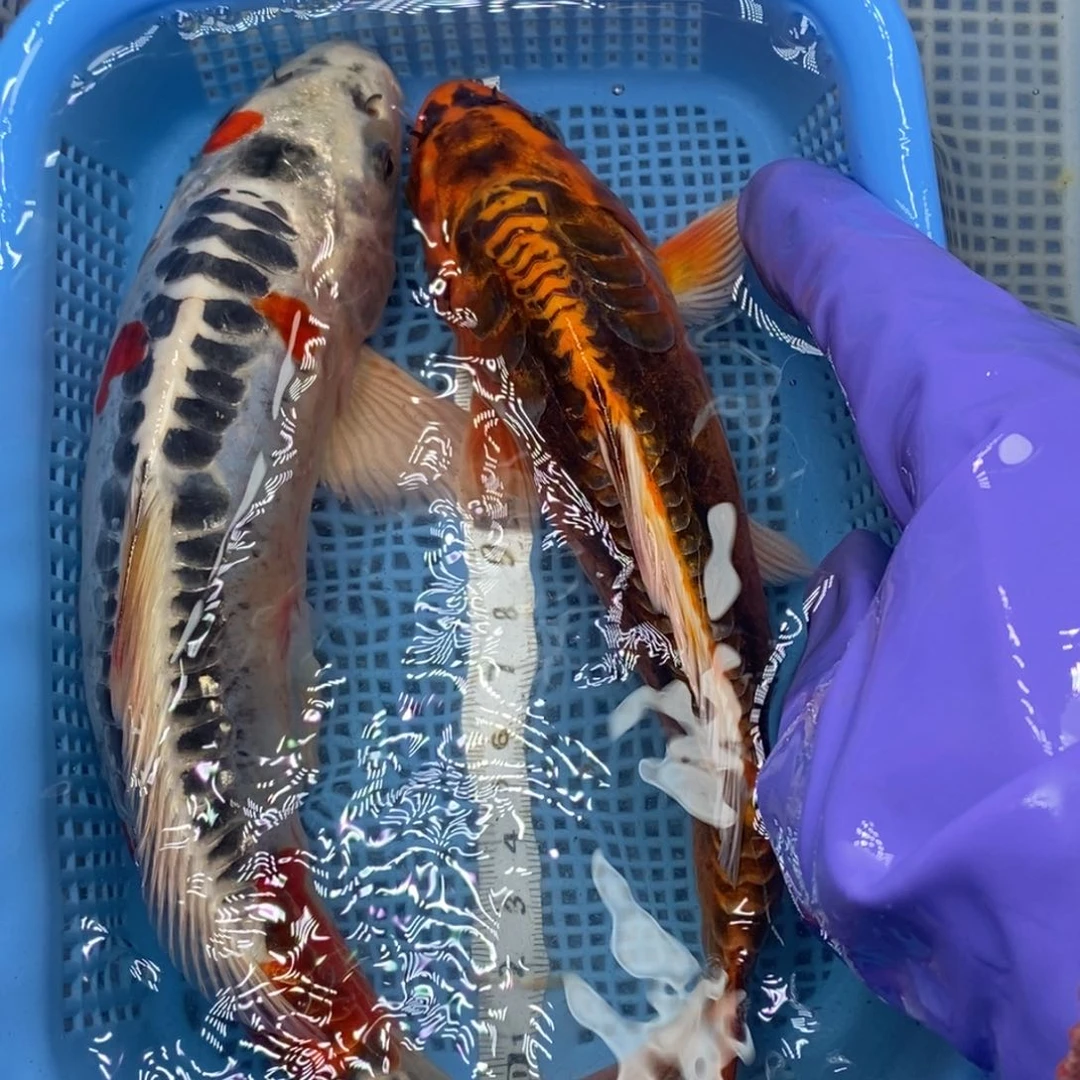 锦鲤冷水锦鲤包邮