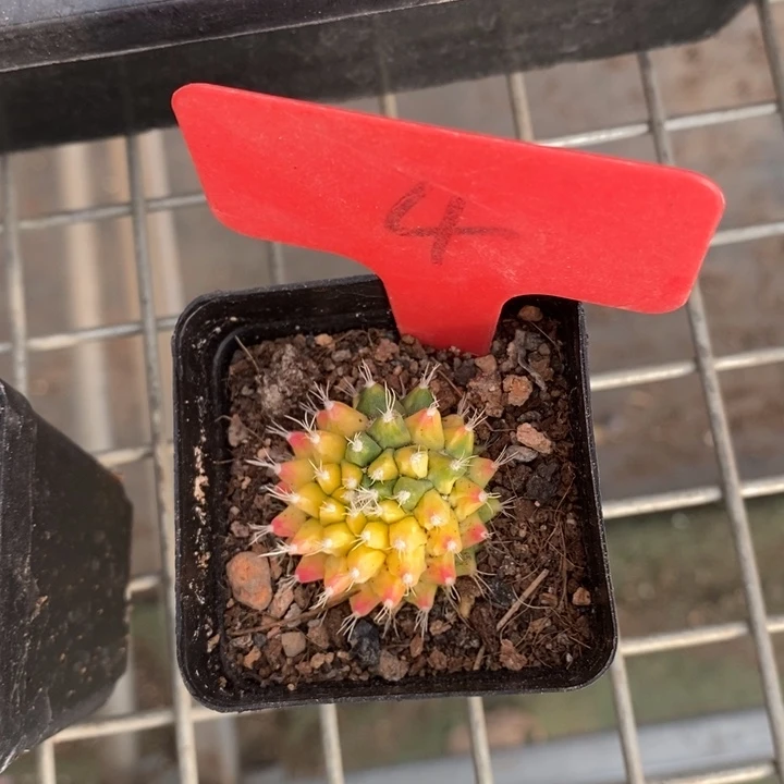 伯克利和格兰两位著名音乐