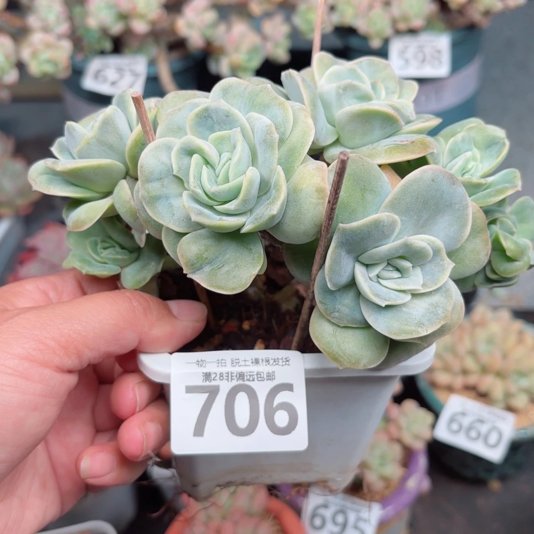 可爱玫瑰缀无盆土发货
