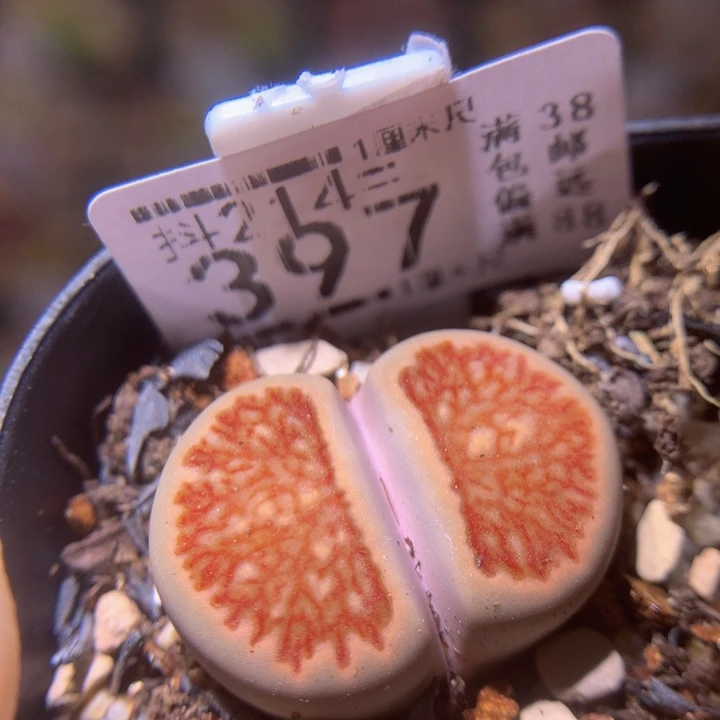 精品生石花214.397