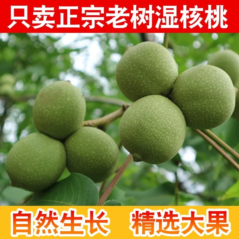 【带青皮】现摘现发大凉山青皮核桃湿核桃生核桃孕妇零食新鲜青果