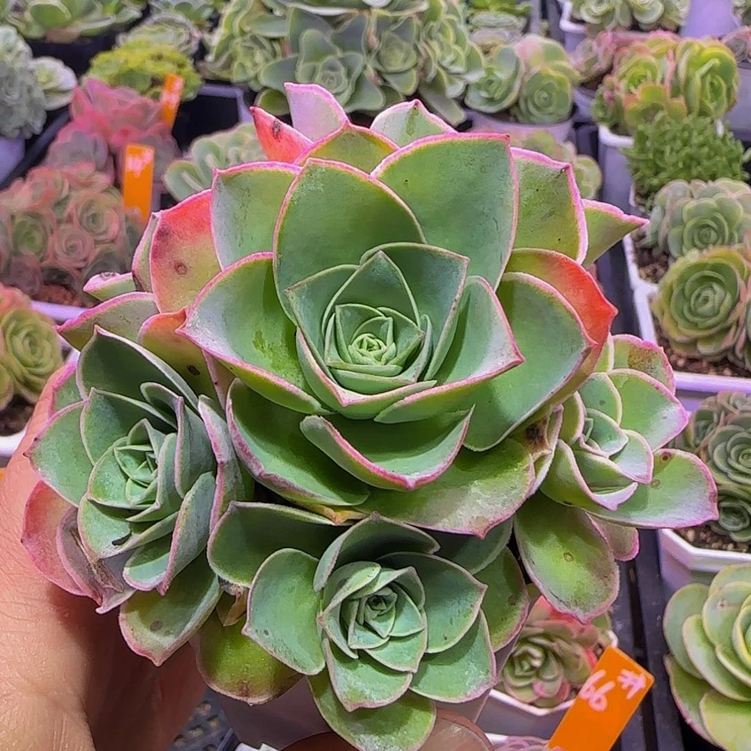 华纳 非偏远包邮玻璃心慎拍