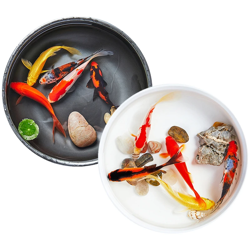 4cm-6cm 15条 观赏鱼 红草金鱼 多色搭配（10条包活+05条备损）