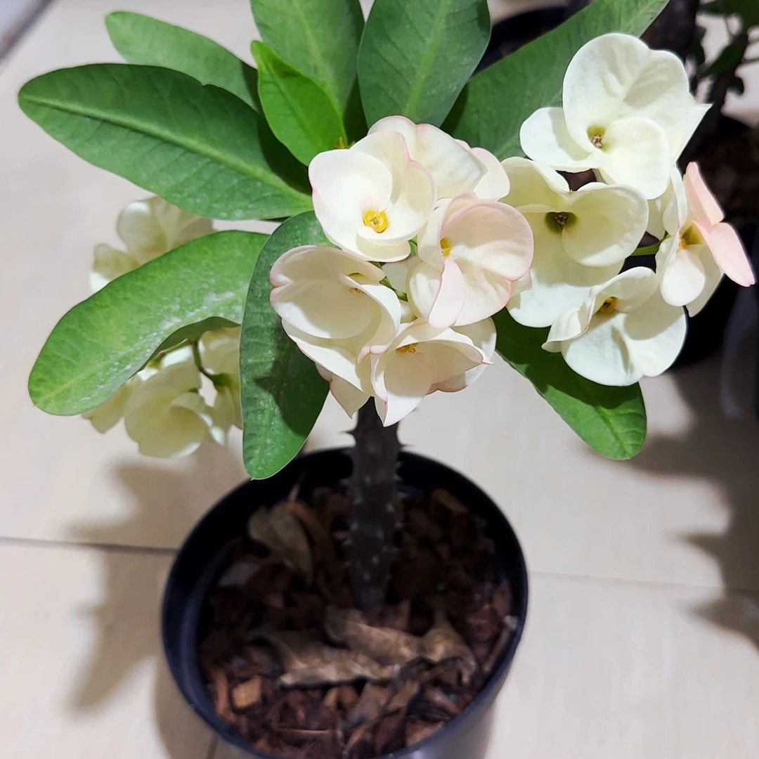 完全开放月神直播间一物一拍