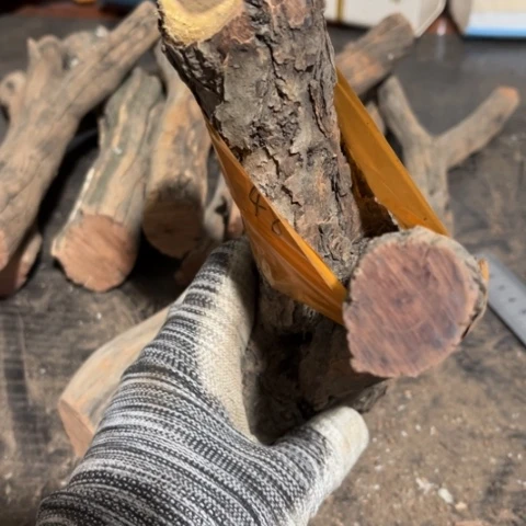 大果紫檀（缅甸花梨）人*