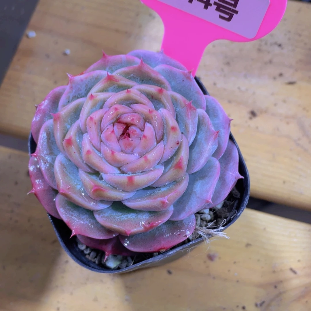 1244号 睫毛玫瑰花珍妮新品