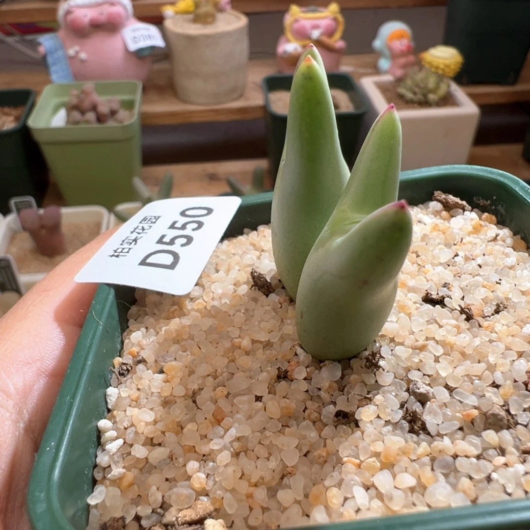 早****皮550。0136尖耳皮卡丘