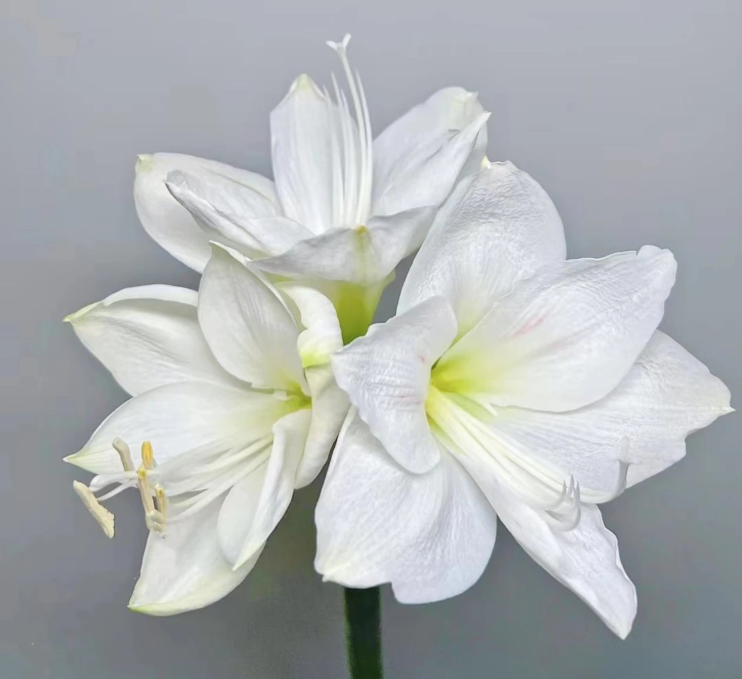 【卡萨布兰卡】~青州品韵荷兰进口朱顶红种球单瓣