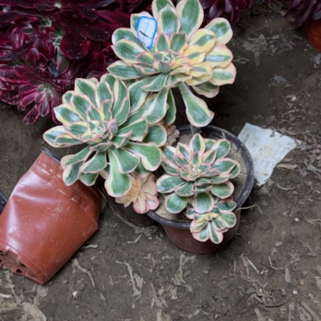 【闪购商品】配****戏多肉植物艳姿1