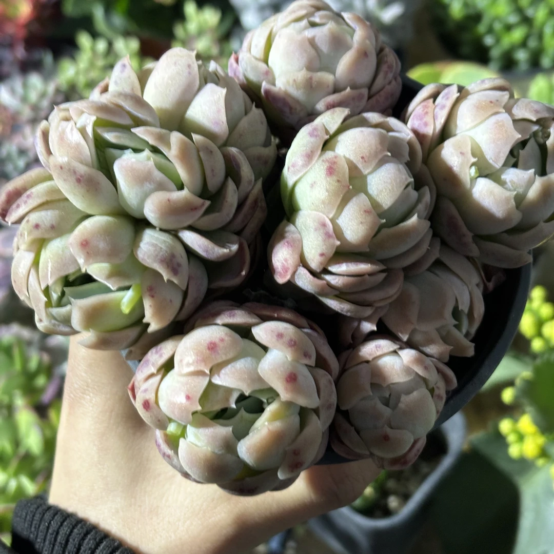 奶油贝瑞【新疆包邮】