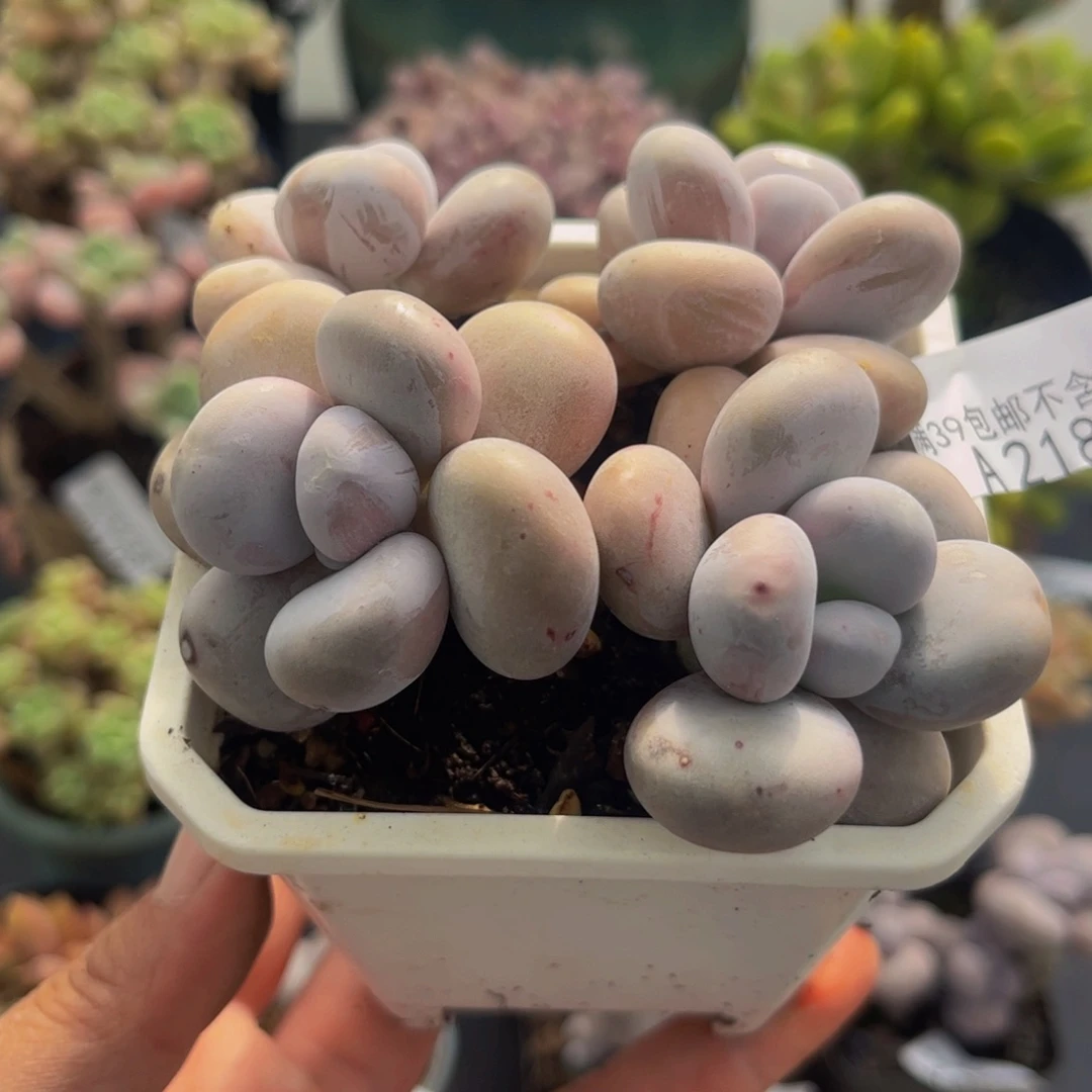 2182水光针8cm多肉