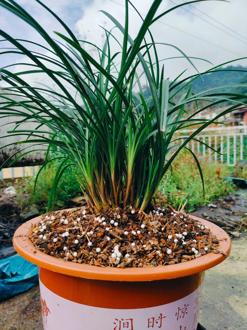 莲瓣兰盆景苗自然种植适合室内摆放的绿植