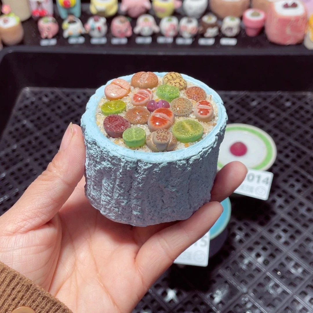 w2016 带盆土发货-零下地区拍保温箱