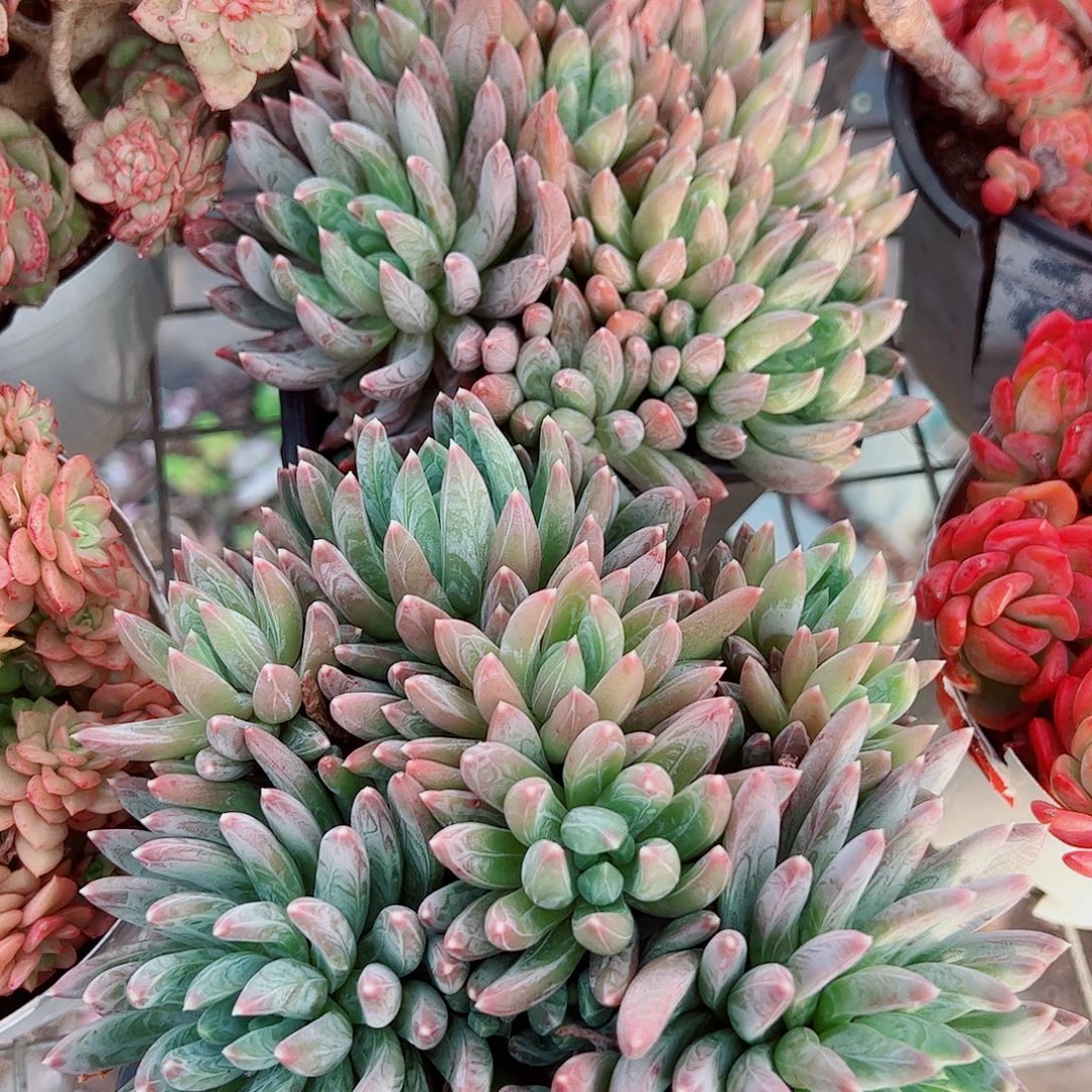 炫彩心多头造型精品