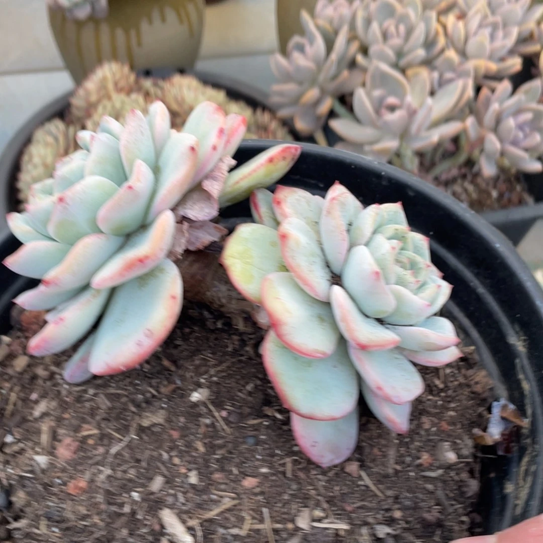 ?****?黑大帅多肉泡芙14