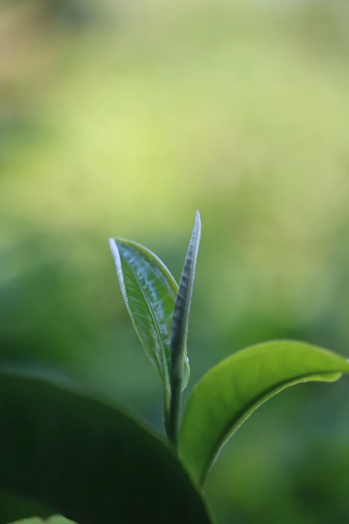2025年春-麻栗坡古树茶-古树混采（晒青散茶）