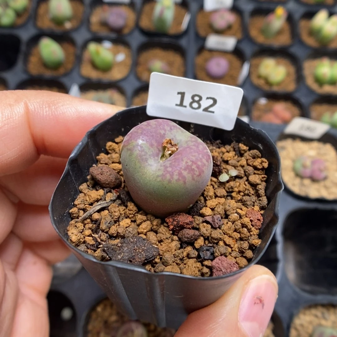 多肉植物肉锥杂交K-182