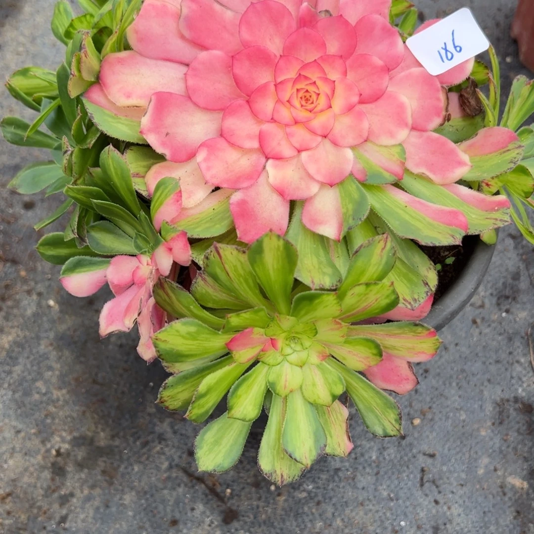 186知否多肉多肉多肉多肉