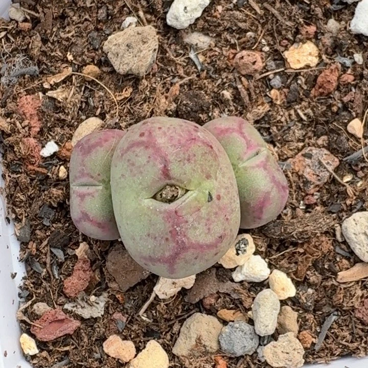 精品多肉植物大型园艺猴脸