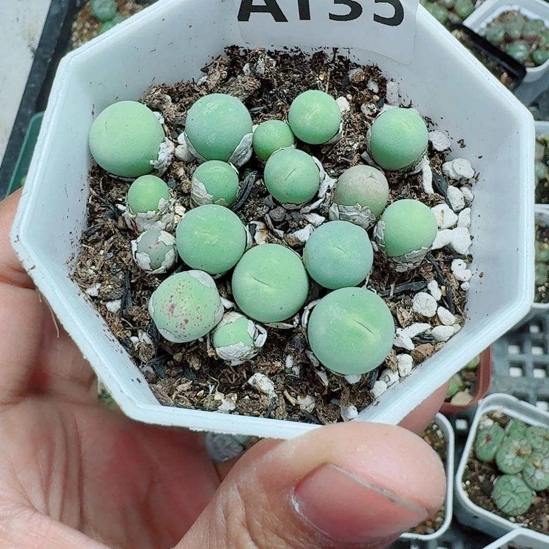 135多肉植物多肉植物