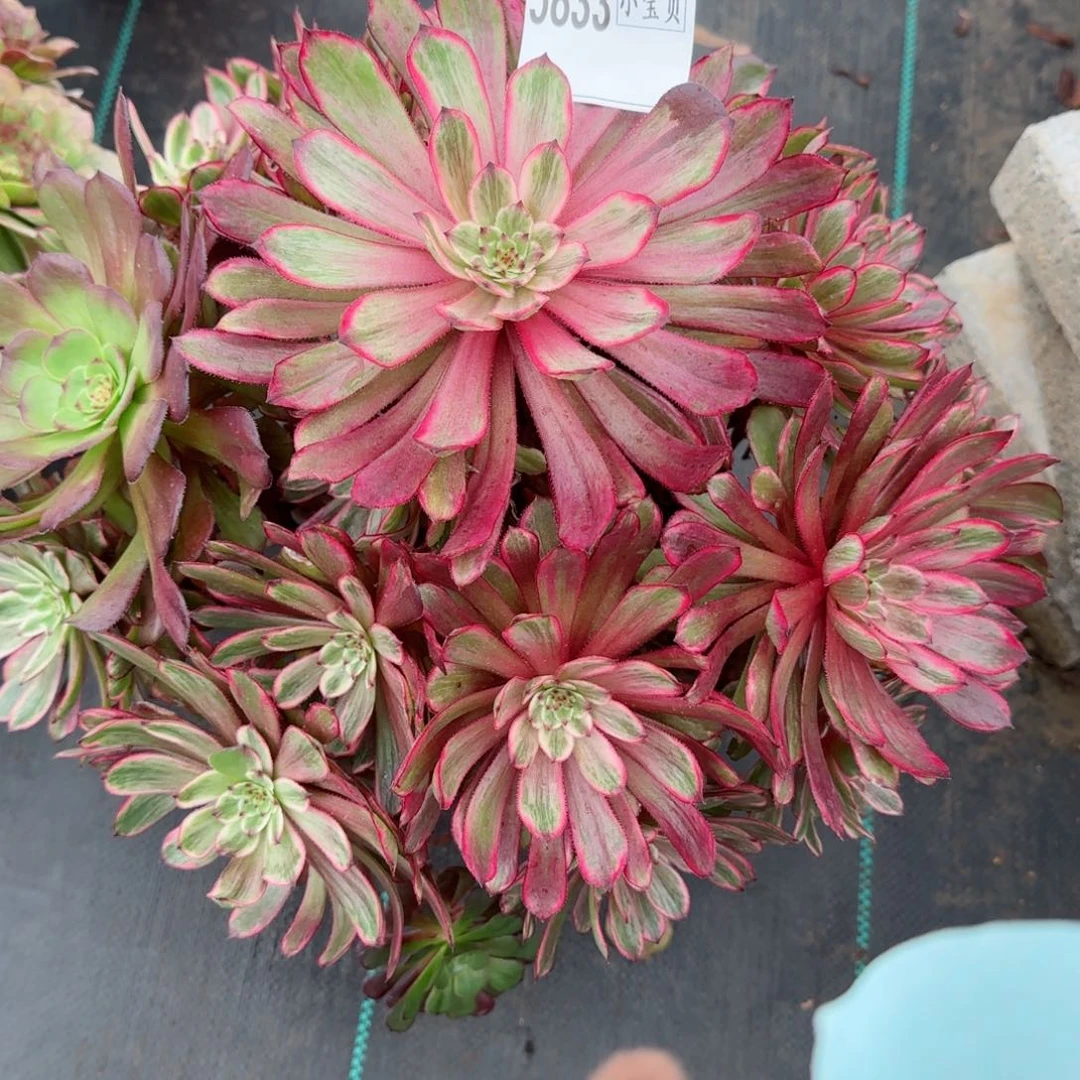 空*紫霞多肉多肉5833多肉