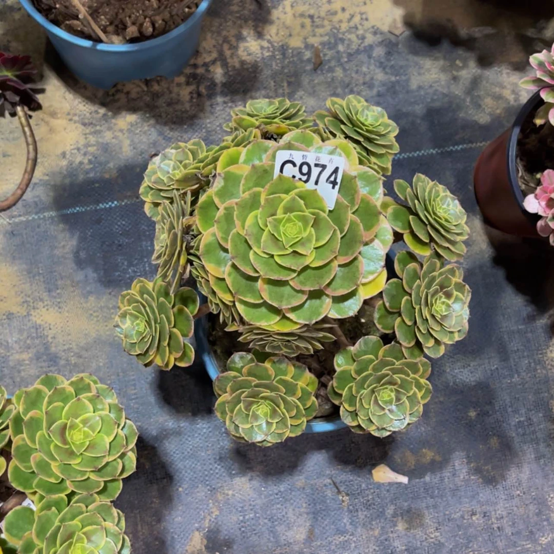 【闪购商品】97400粉花妖