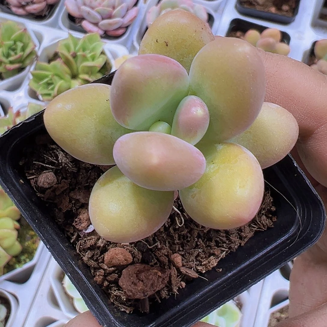 单头芒果奶19包邮