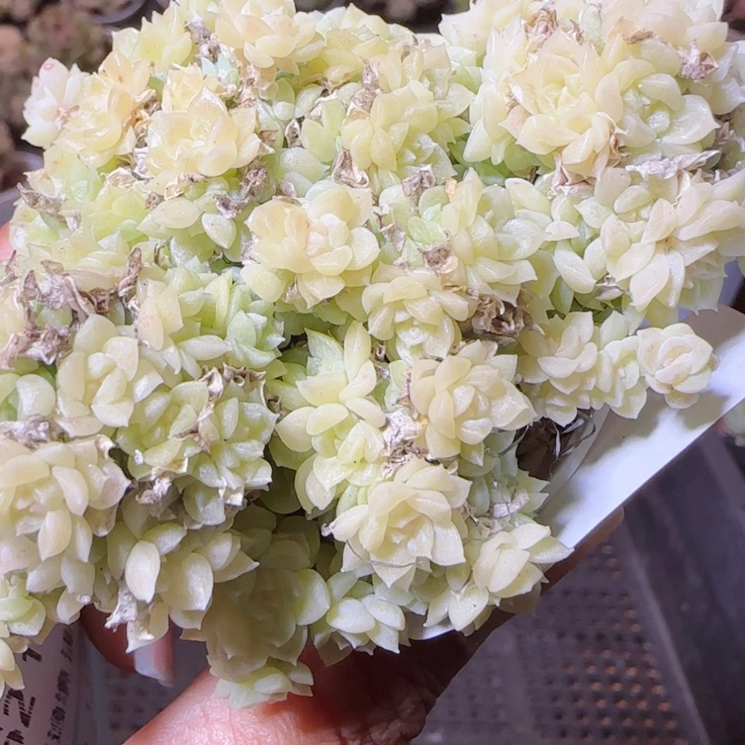 花语逸镜1118-160散