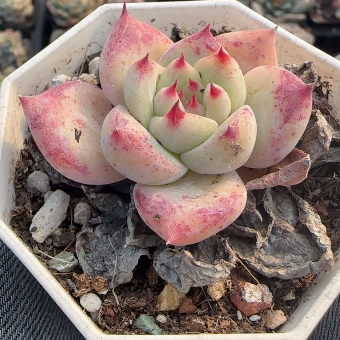 多肉小卡拉米糖心一物一拍